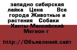 западно сибирская лайка › Цена ­ 0 - Все города Животные и растения » Собаки   . Ханты-Мансийский,Мегион г.